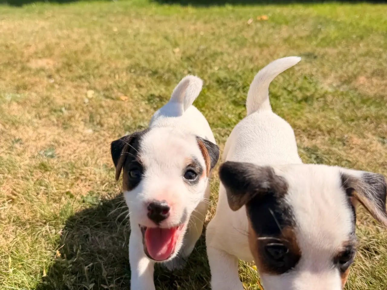 Billede 6 - Jack Russel Terrier