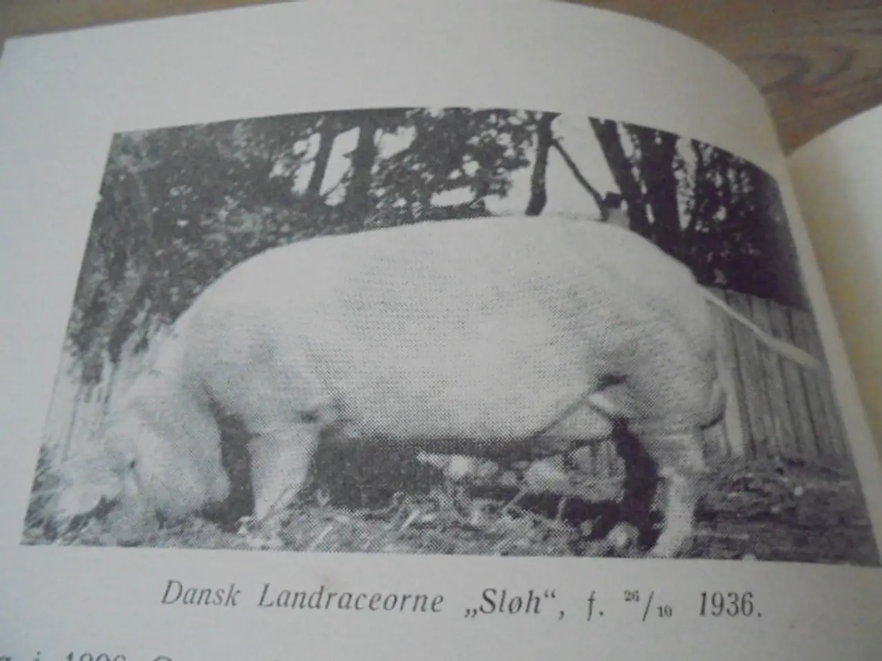 Billede 7 - Hvor dejene samles – se fotos og omtale