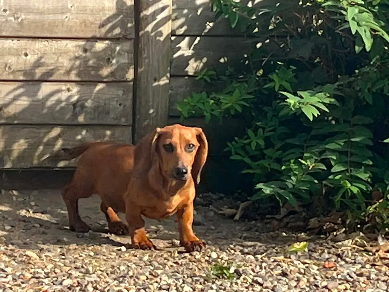 Billede 2 - GRAVHUND FLOT RØD HAN HVALP STANDART KORTHÅRET
