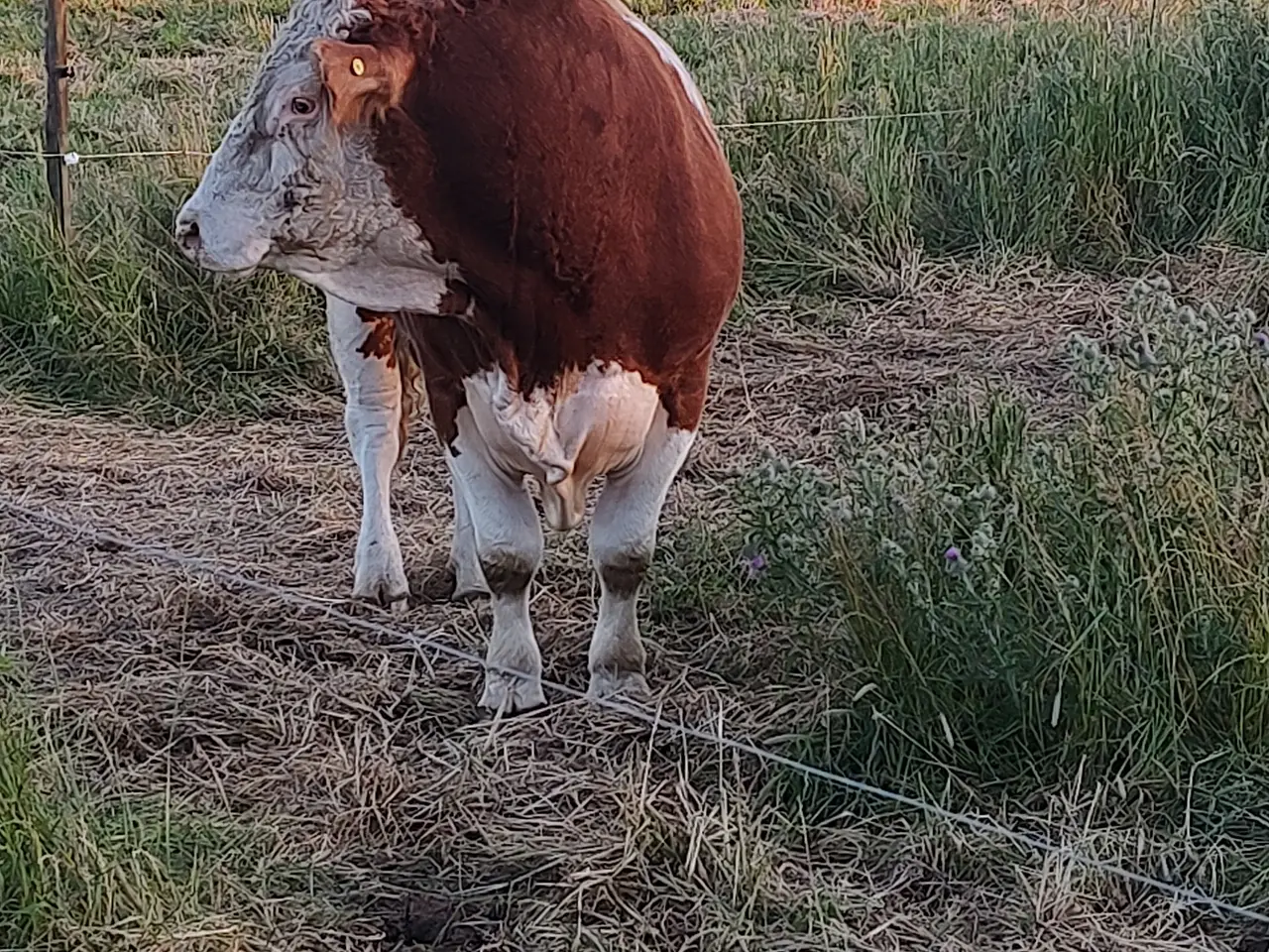 Billede 3 - Simmentaler kvie
