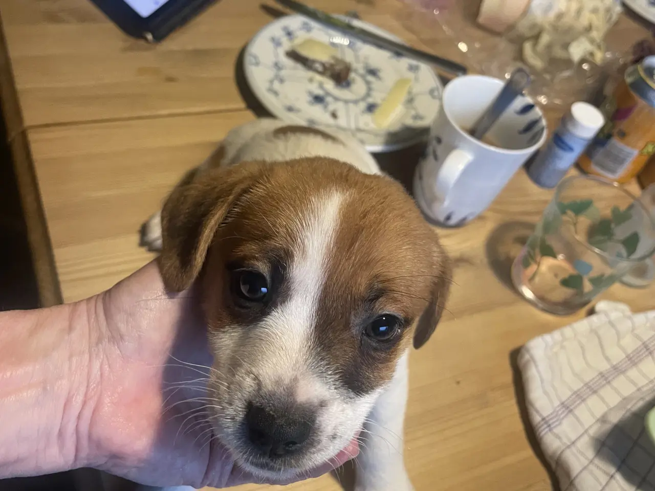 Billede 1 - Jack Russell Hvalpe - Glathåret - DKK stamtavle