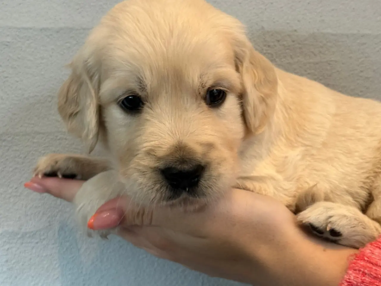Billede 2 - 2 dejlige hanhunde Golden retriever