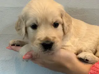 Golden retriever - 4