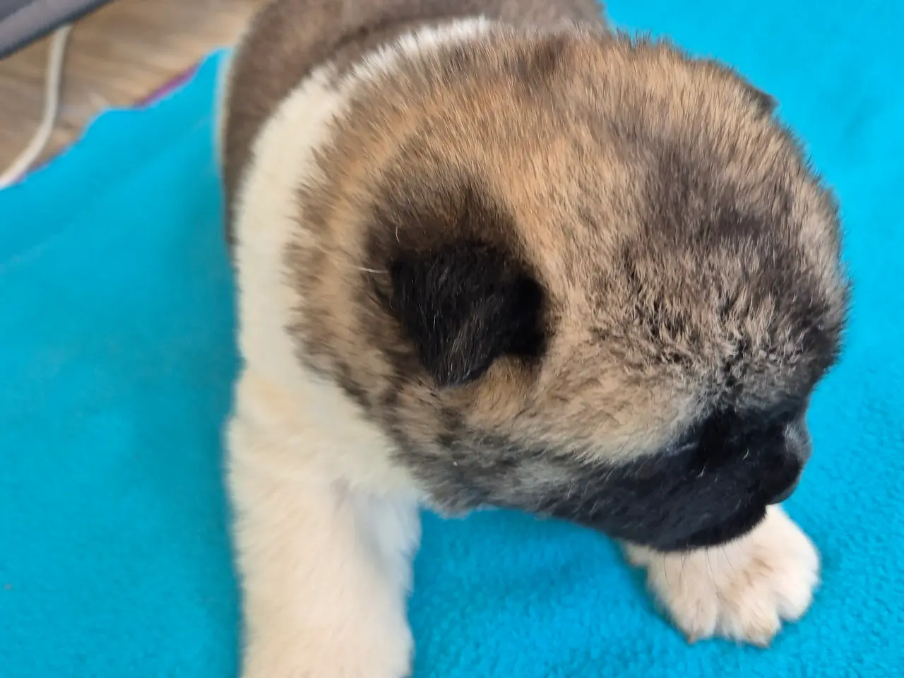Billede 14 - Hundehvalpe American Akita 💙💙💙🩷