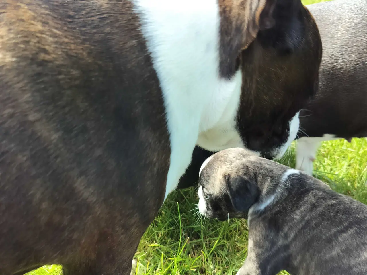 Billede 9 - Boston terrier Sally