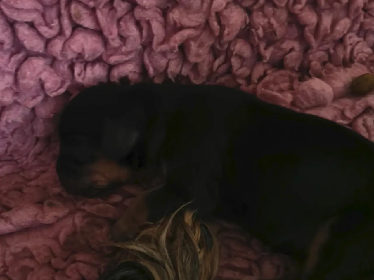 Billede 3 - Cavalier King Charles 