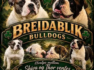 Old English Bulldog hvalpe