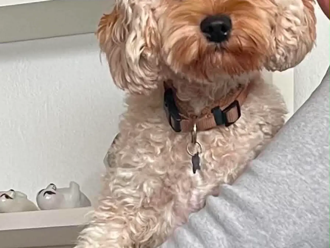 Billede 13 - Doodle hundehvalpe til salg🐶