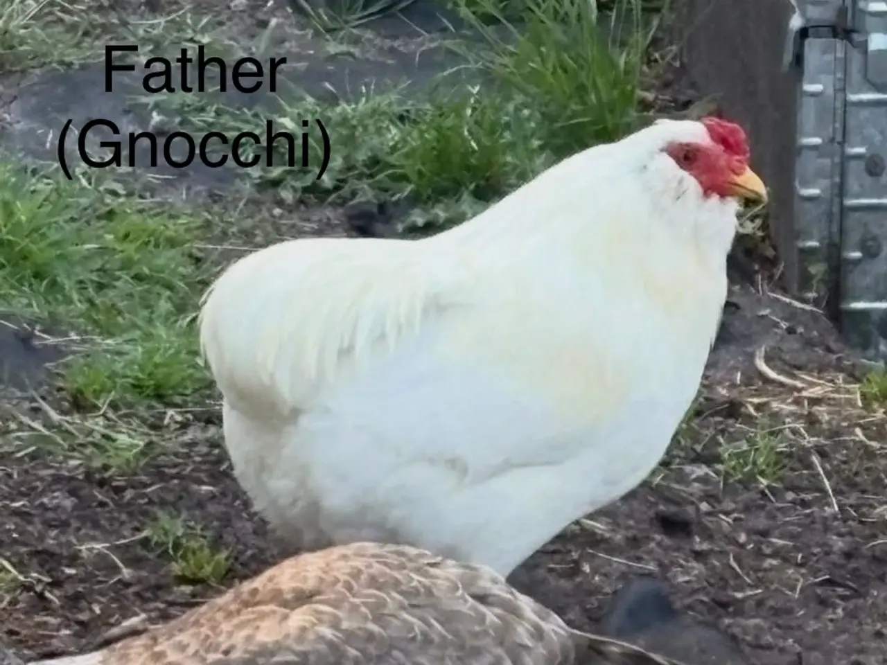 Billede 3 - 3 Young Mixed Breed Roosters