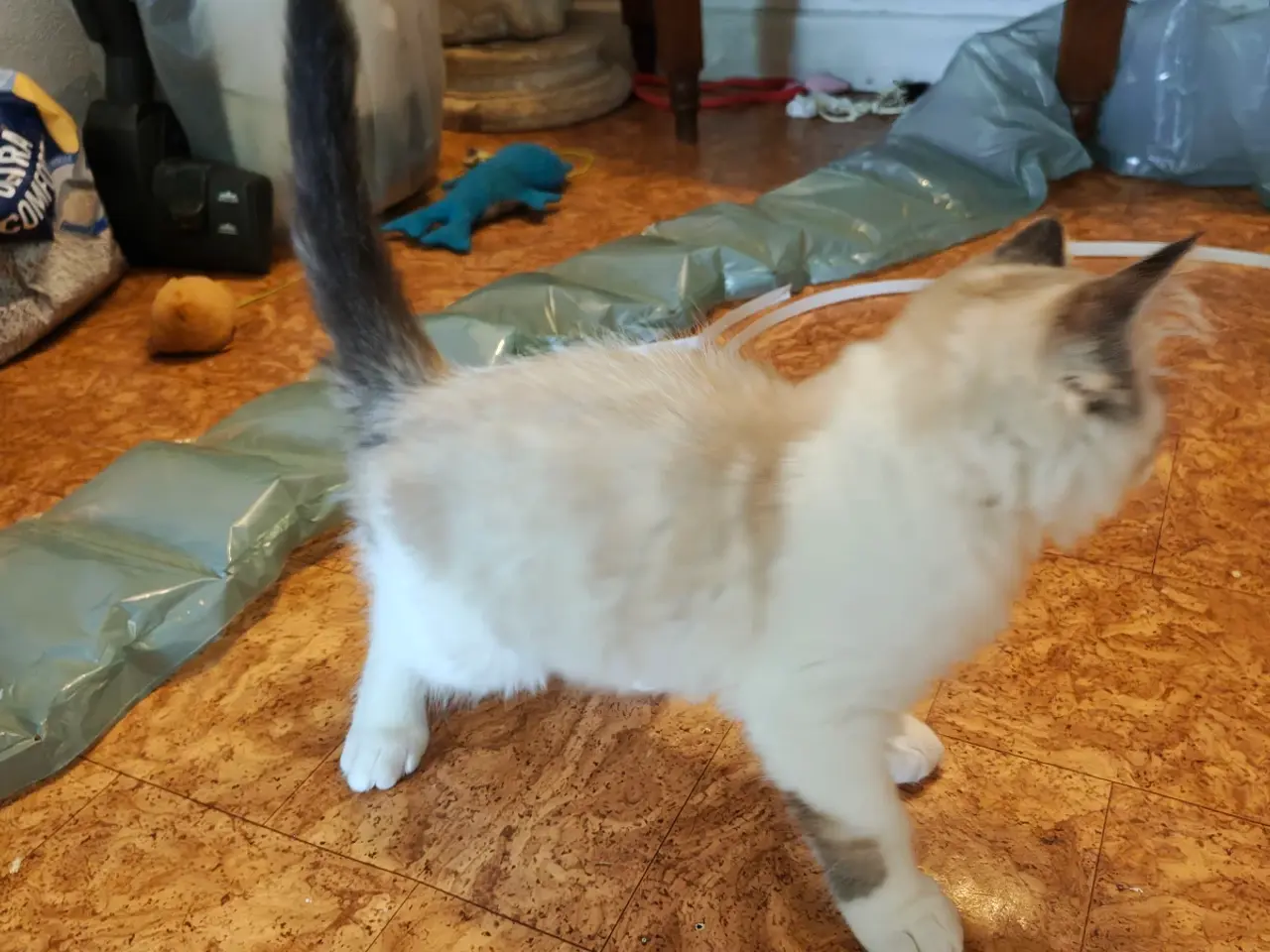 Billede 8 - Ragdoll far-Ragdoll,Skovkat mor 