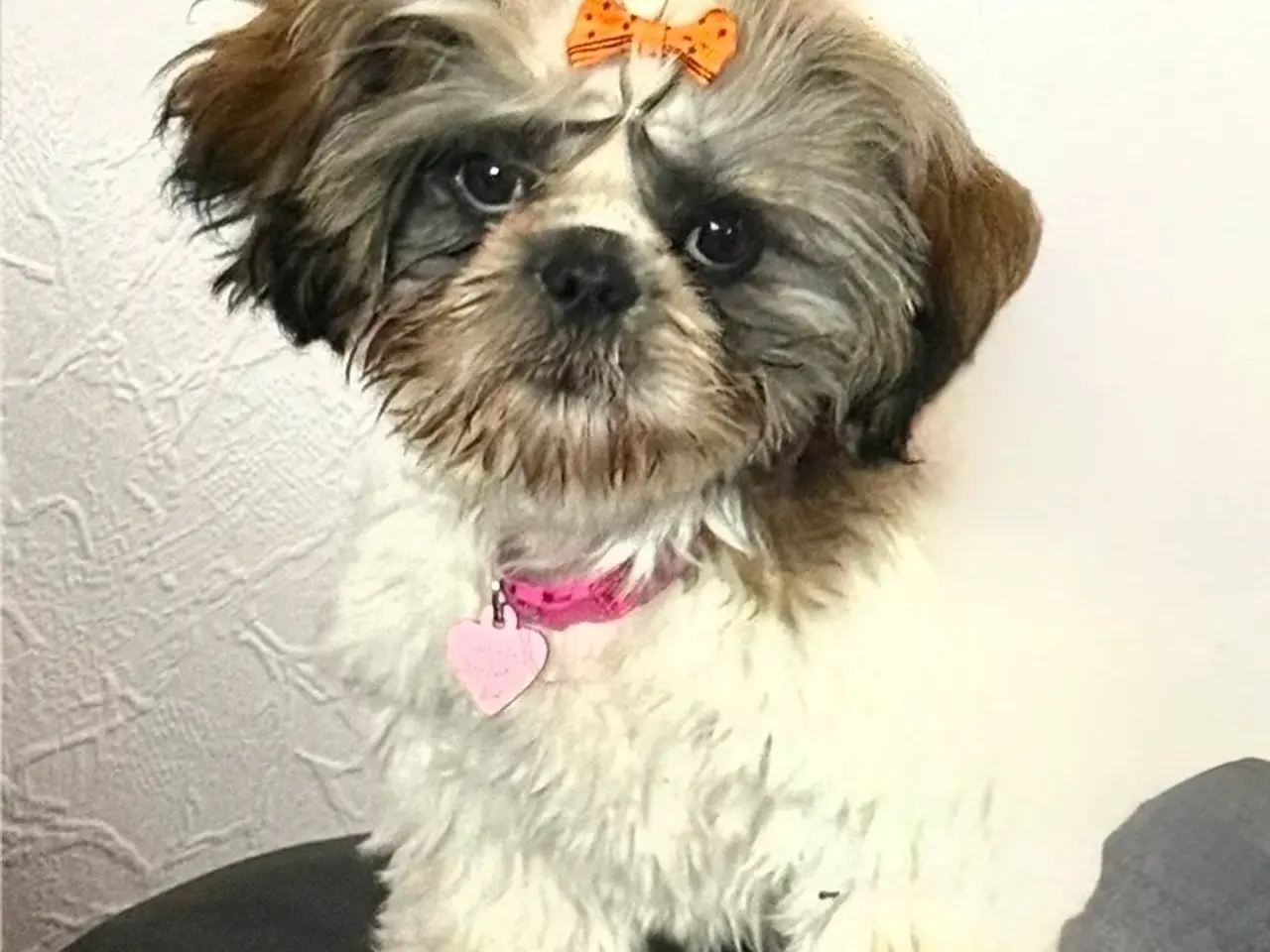 Billede 6 - Shih Tzu pige
