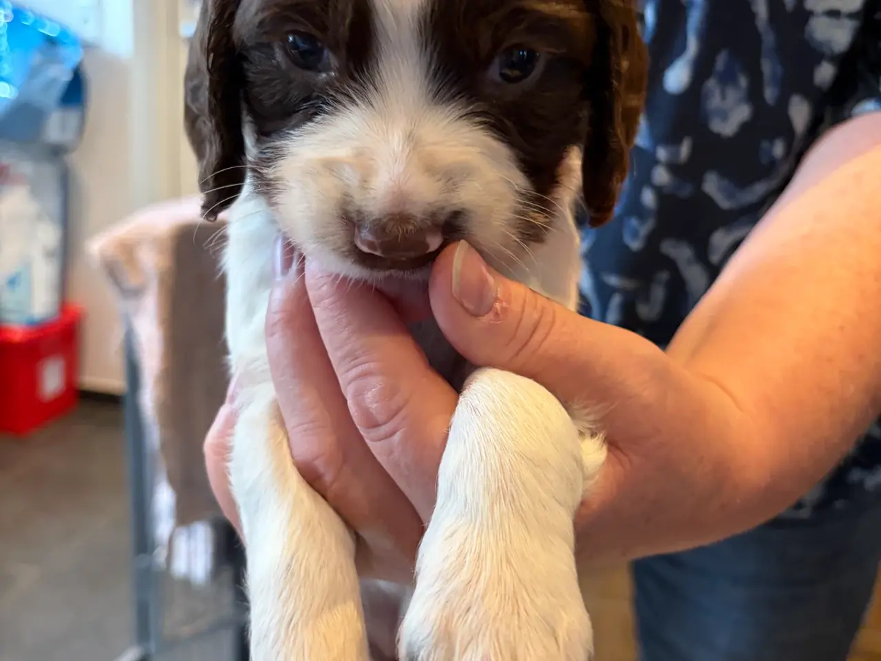 Billede 8 - Ft. Springer Spaniel hvalpe !