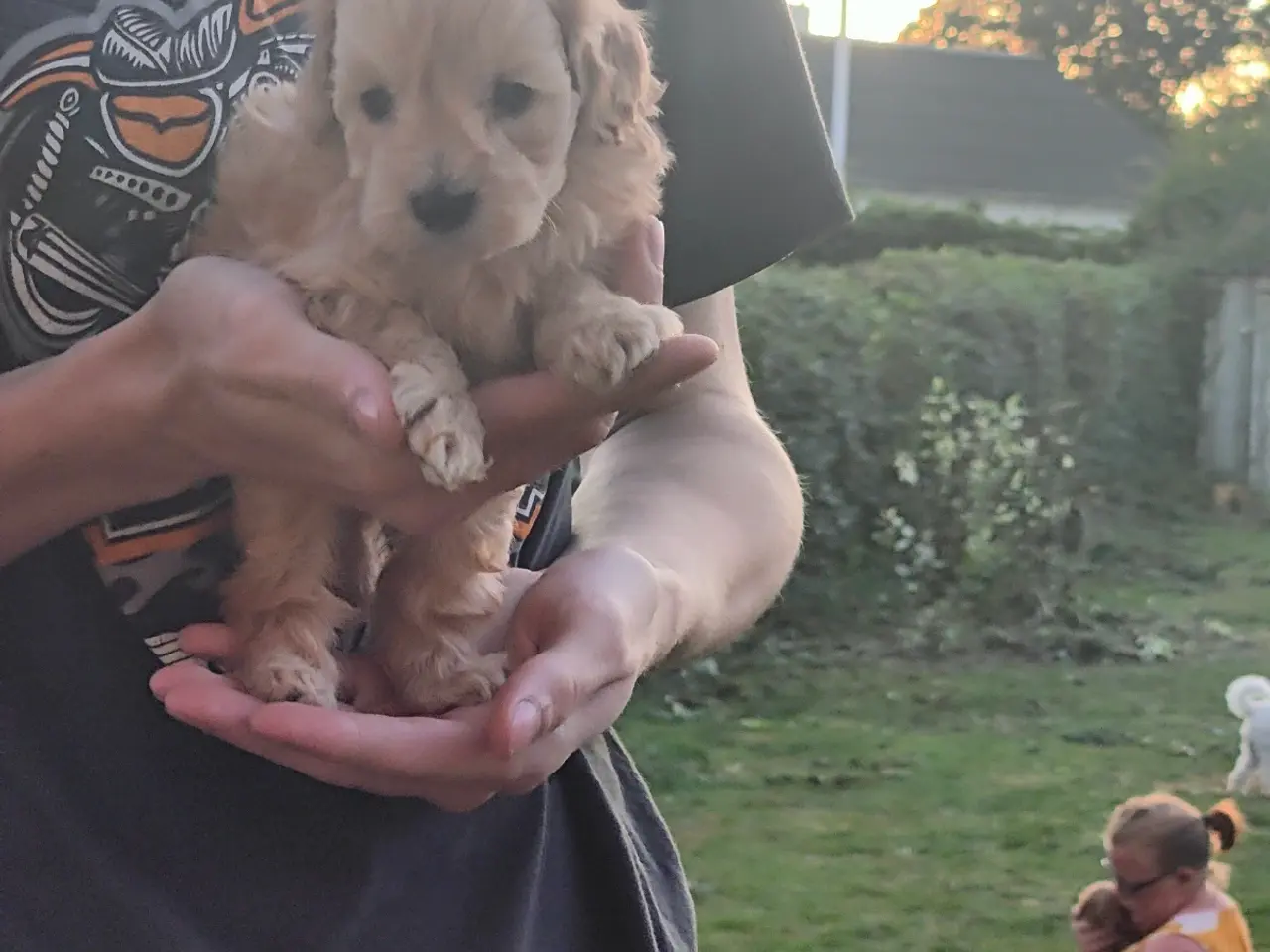 Billede 2 - F1 cavapoo hvalp