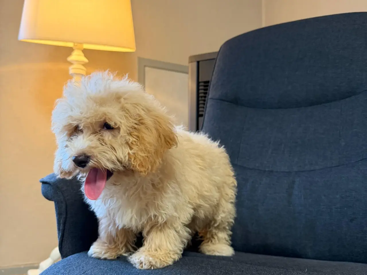 Billede 5 - ❤️ Søde Maltipoo-hvalpe klar til nye kærlige hjem 