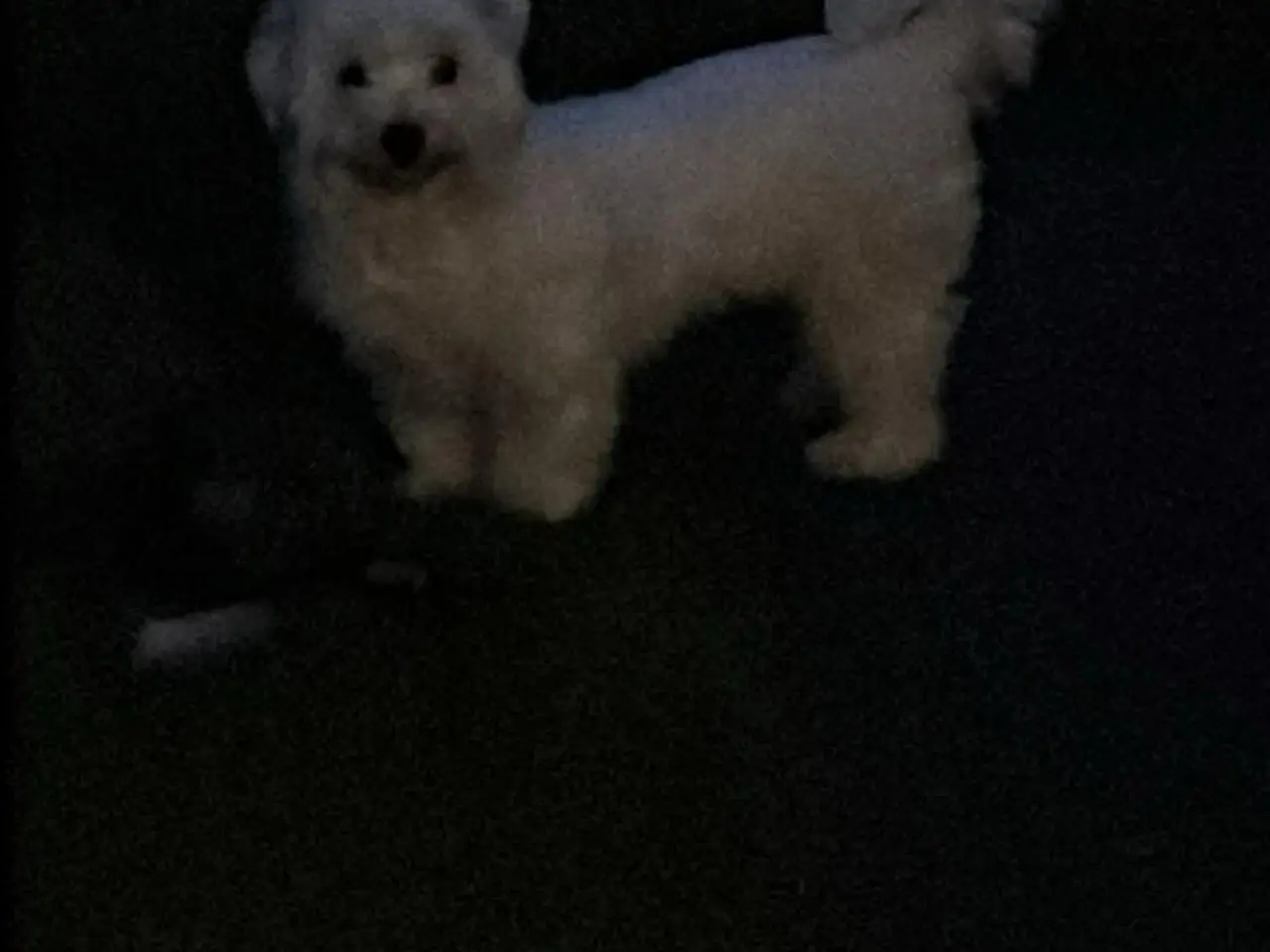 Billede 1 - Søger at blive vært til en hund