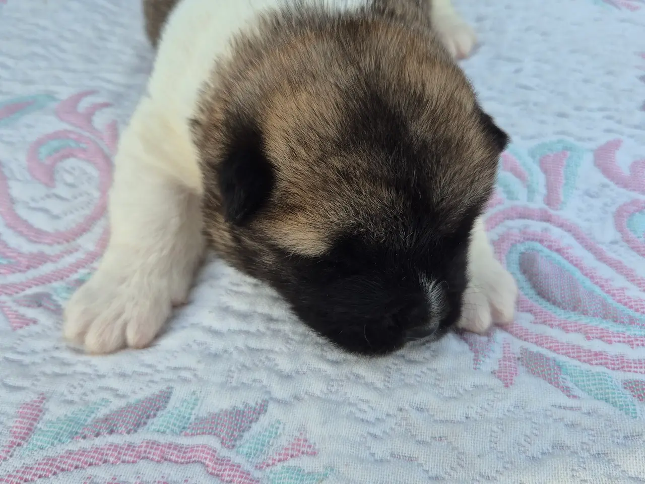 Billede 6 - American Akita hundehvalpe 🩷💙💙💙