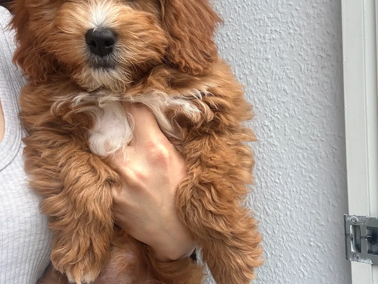 Billede 6 - Cavapoo, Benny mangler et hjem❤️