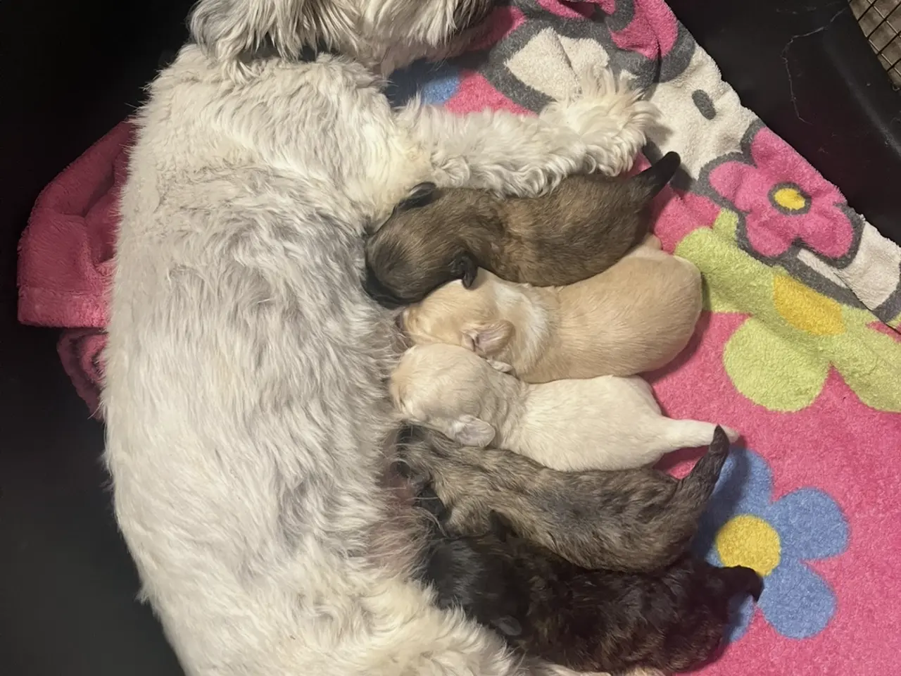 Billede 7 - Kun en sød han tilbage nu! Bichon blanding 🐶💙