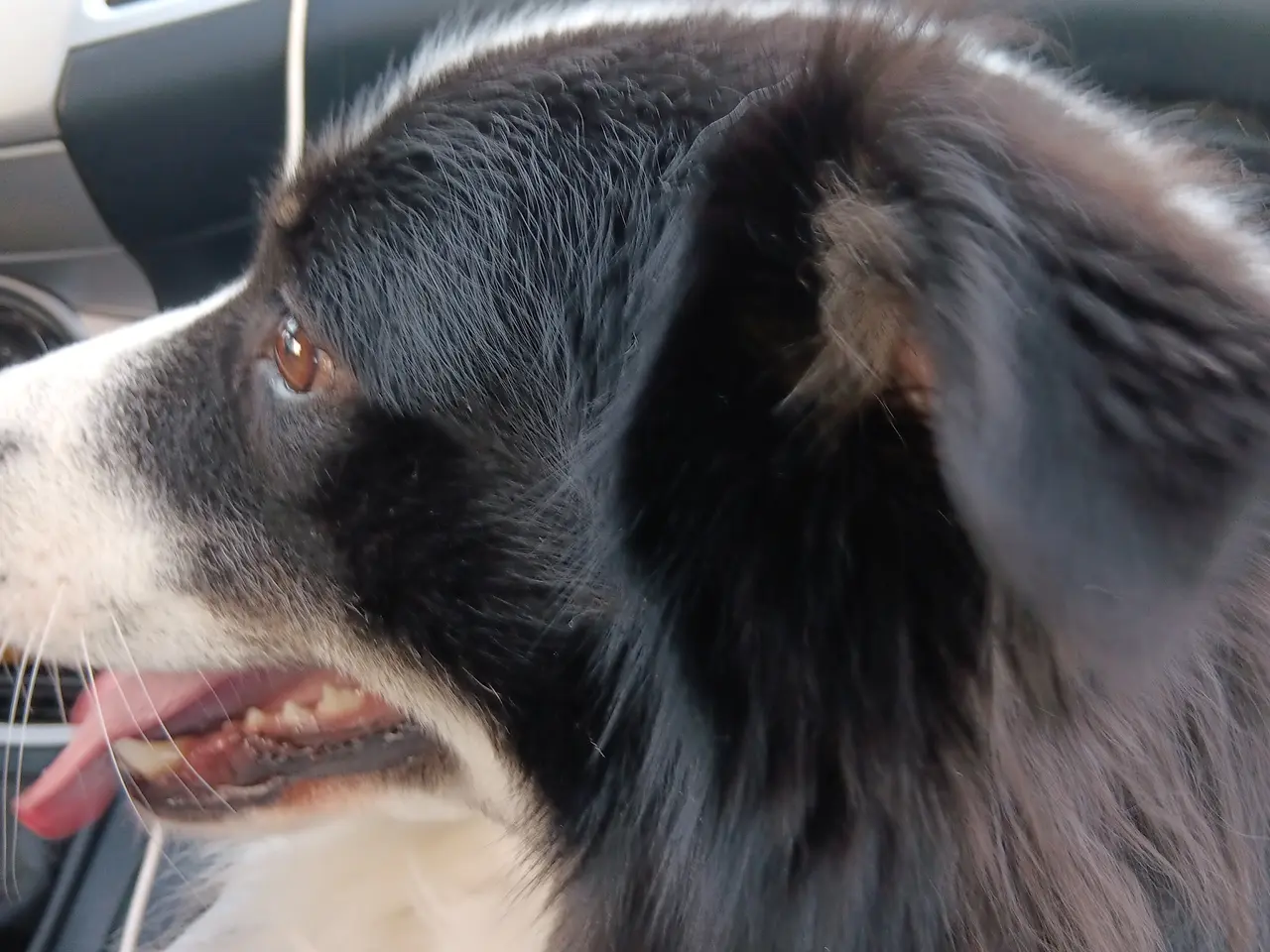Billede 6 - Islansk fårehund 
