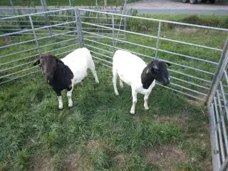 Dorper vædder