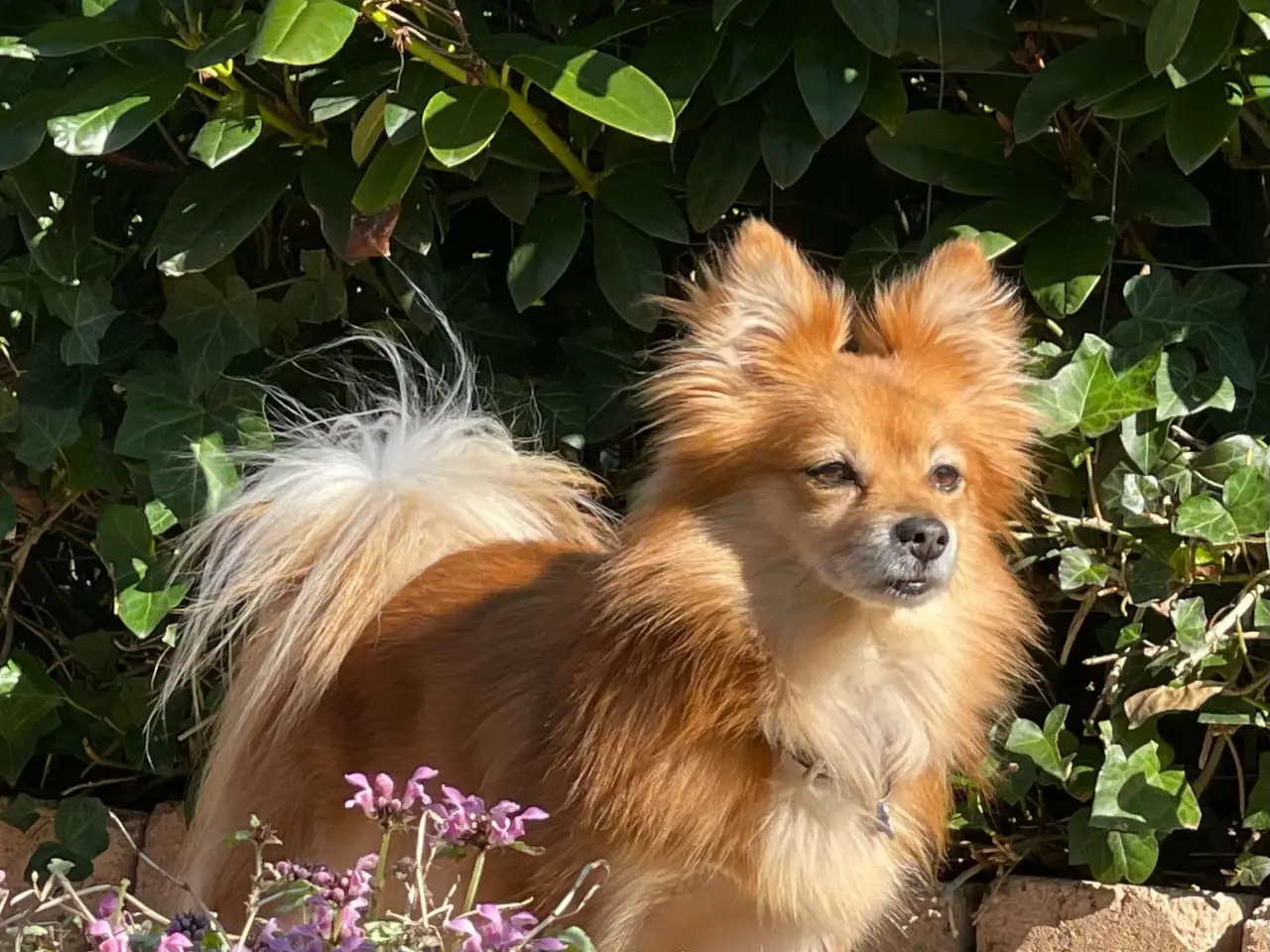 Billede 13 - Pomeranian bl.