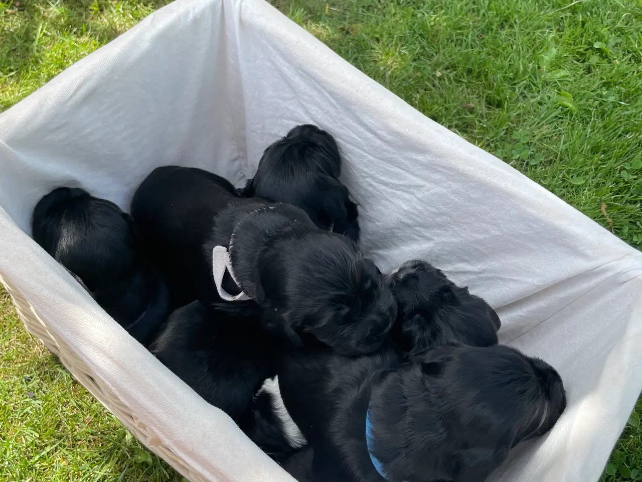 Billede 1 - Engelsk Cocker spaniel 