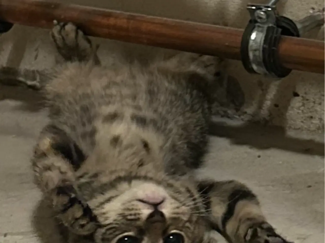 Billede 1 - To søde Katte killinger