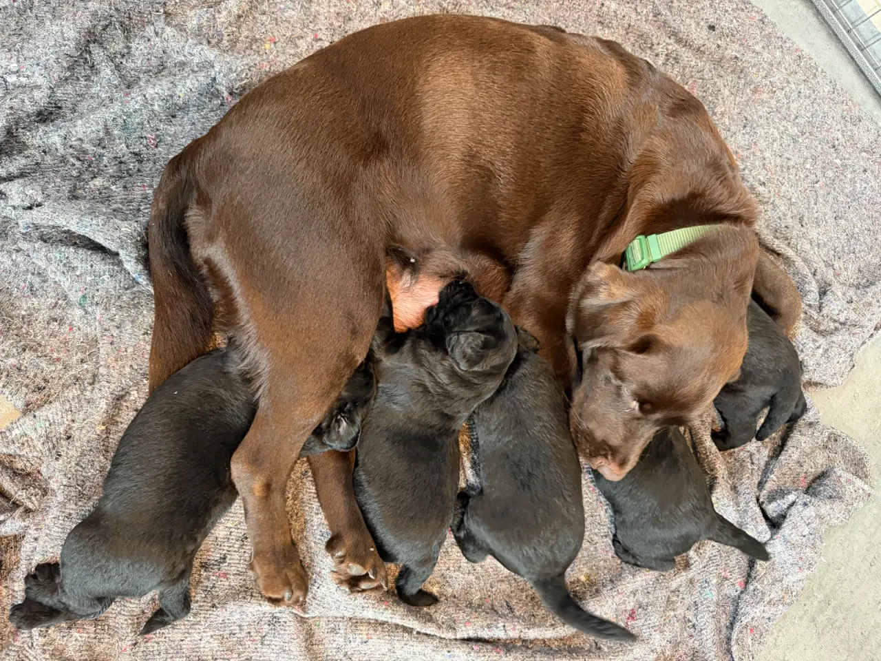 Billede 6 - Skønne labradoodle hvalpe 