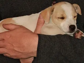 Korthåret Jack Russel terrier.