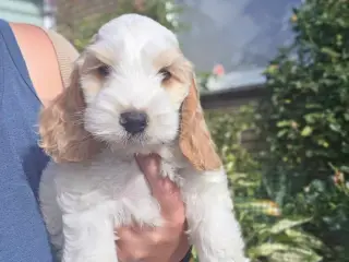 Cockerpoo ( 75% Cocker Spaniel 25% Puddel) - 2