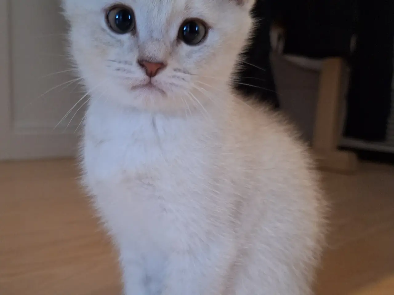 Billede 9 - 🔥 British shorthair🔥