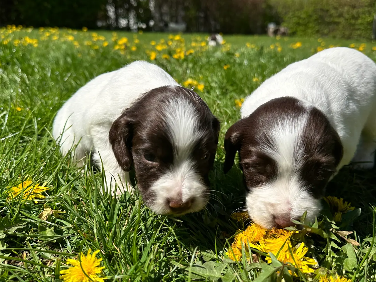Billede 12 - Engelsk ft springer spaniels