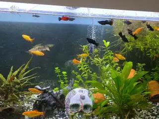 Juveler Akvarie 340 L