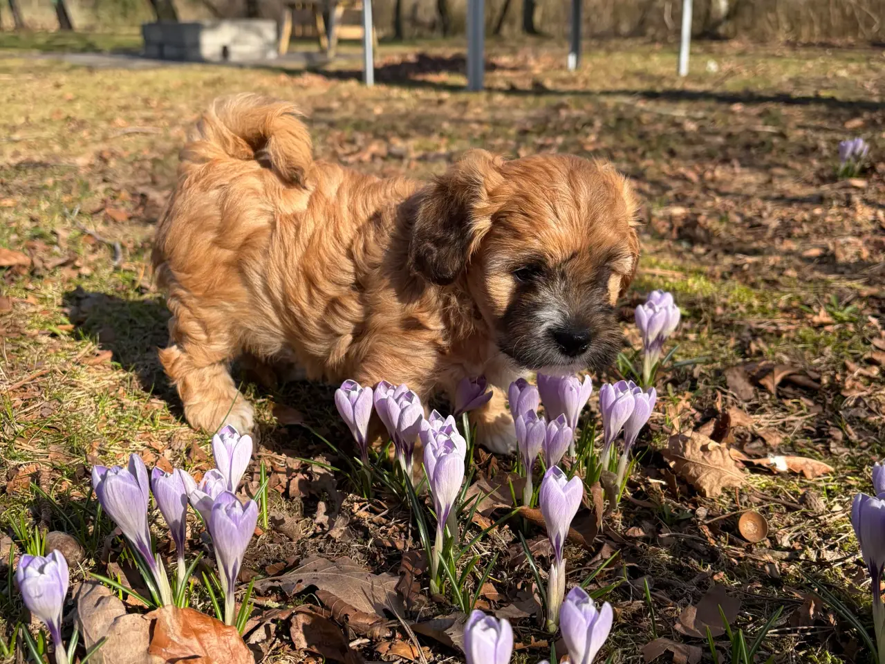 Billede 11 - Bichon havanise og Coton de Tulear blanding