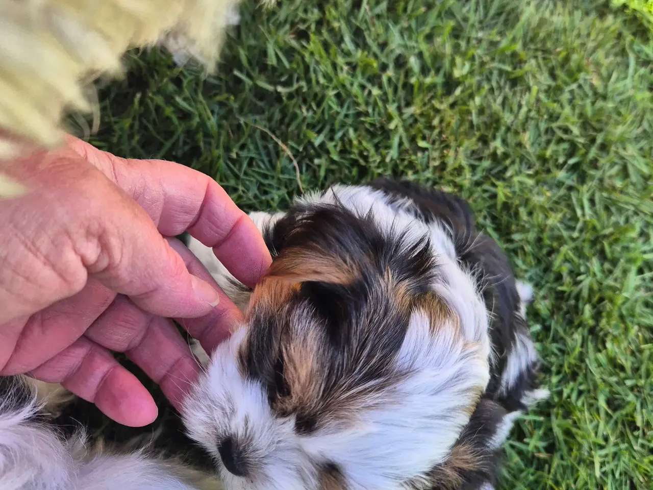 Billede 9 - Biewer Morkie hvalpe.