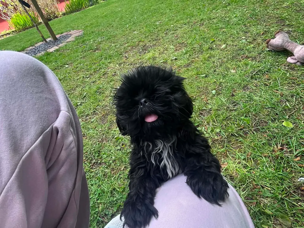 Billede 6 - Smukke Shih Tzu hvalpe