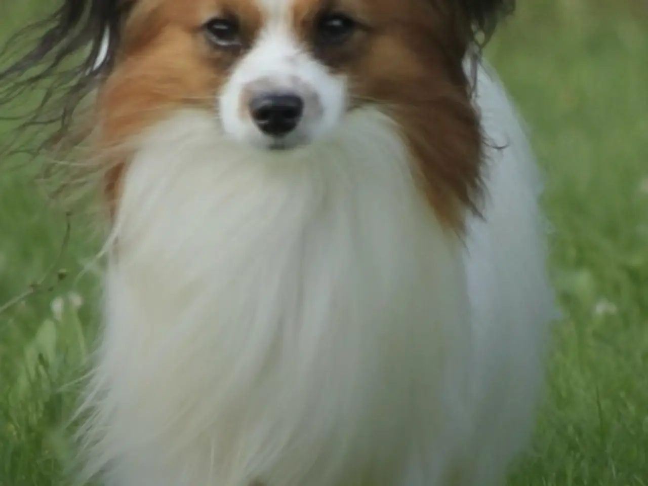 Billede 2 - Flotte Papillon hvalpe