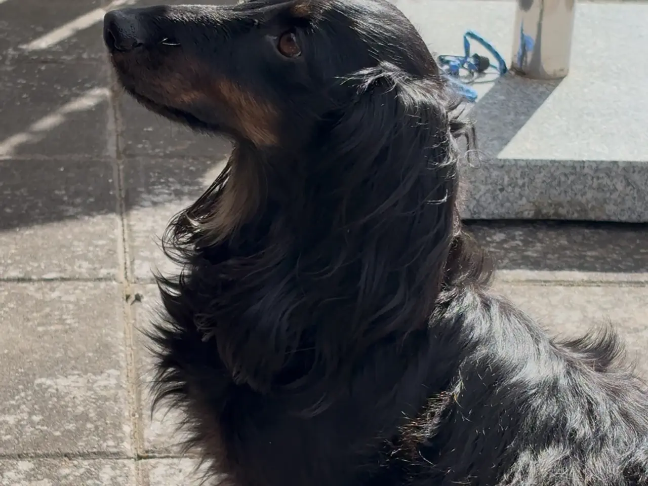 Billede 5 - Gravhund tilbydes til parring