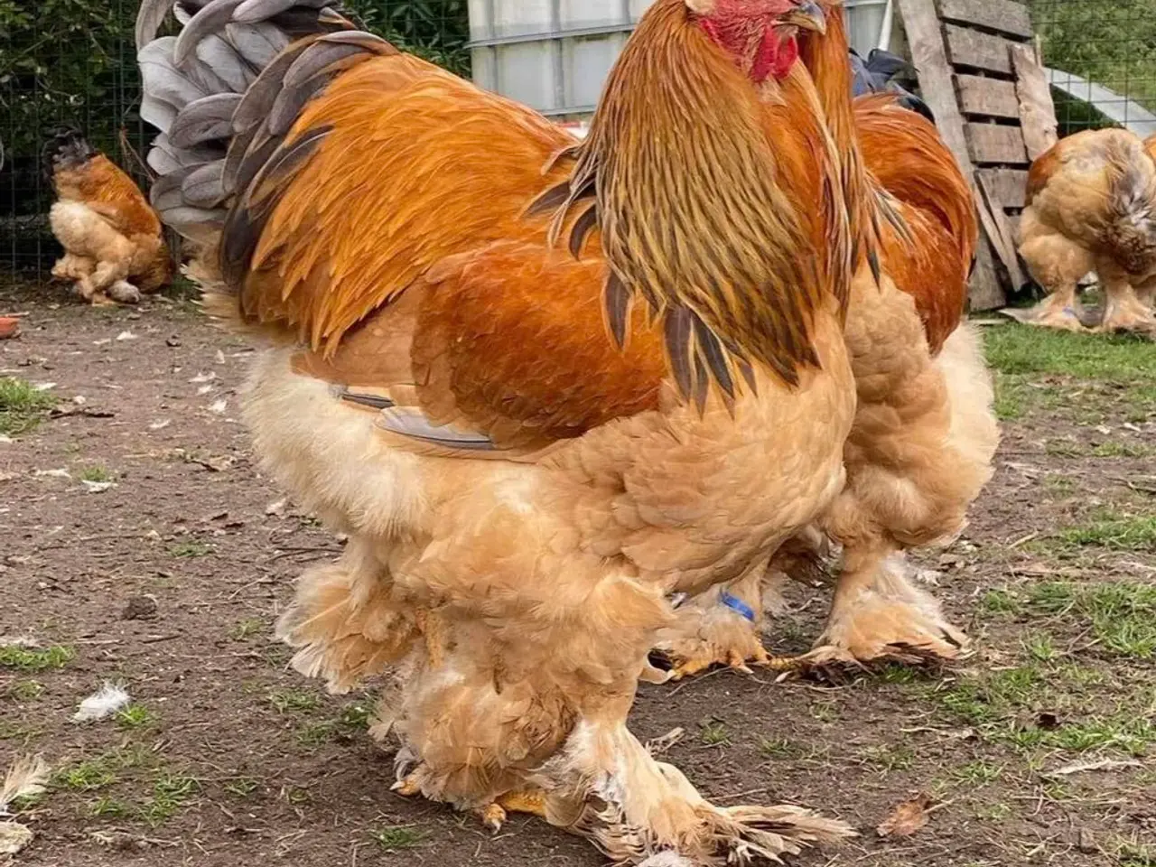 Billede 2 - Brahma rugeæg
