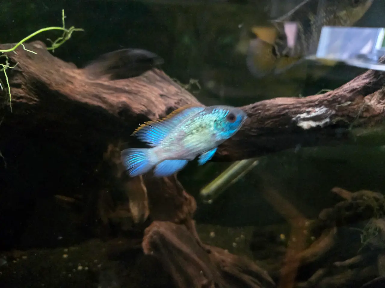 Billede 2 - Electric blue acara