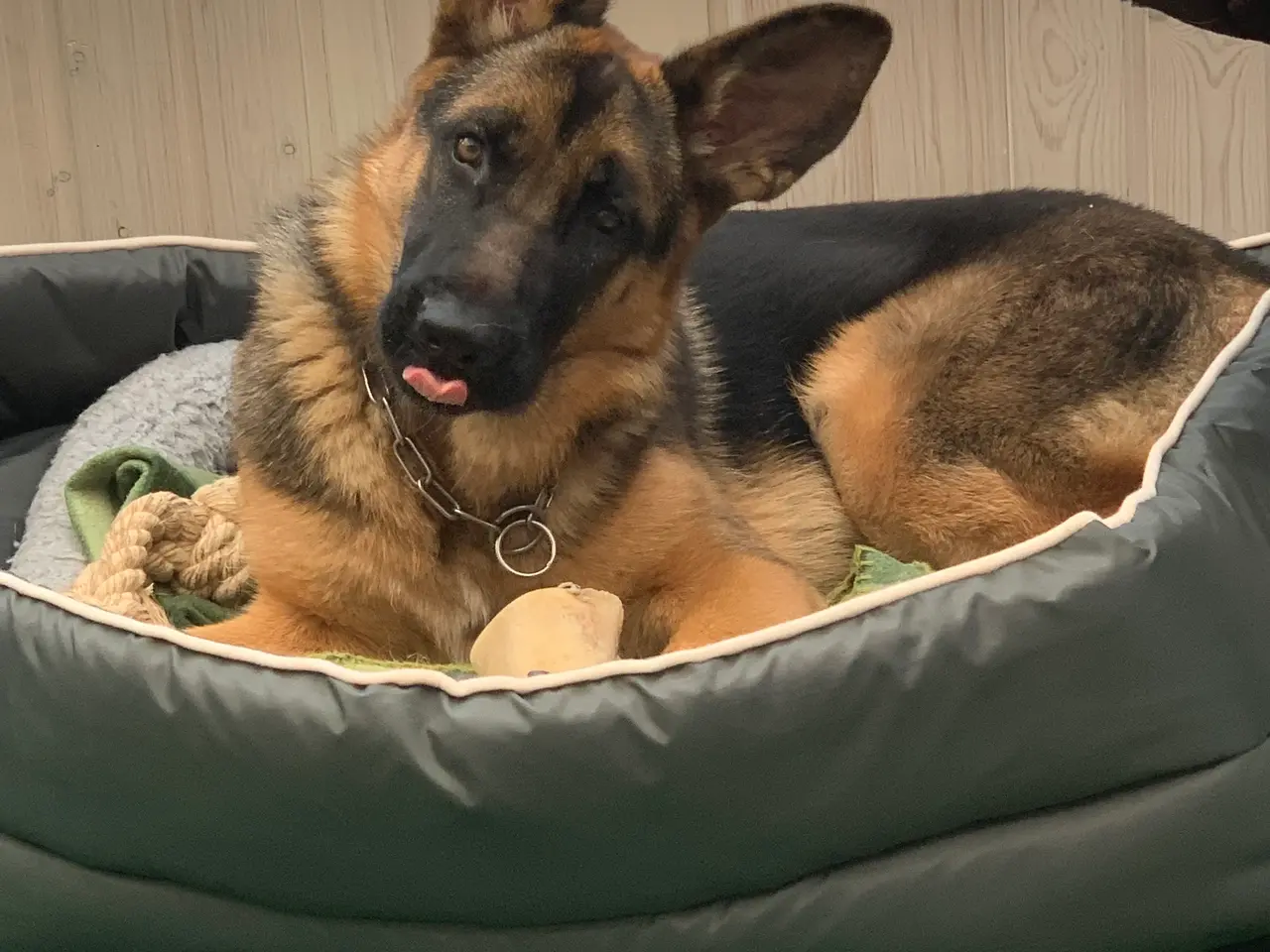Billede 4 - Schæferhund skøn  tæve