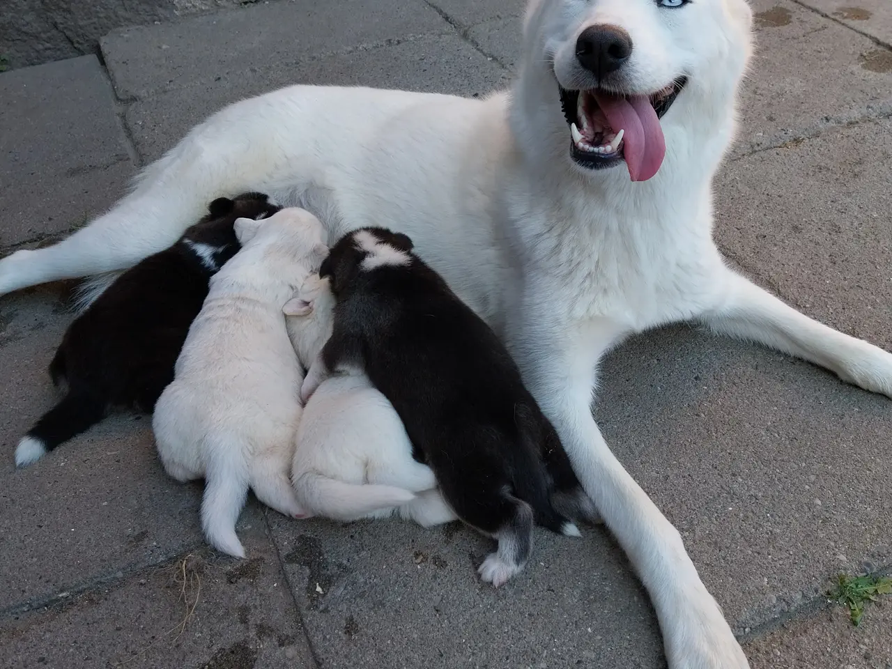 Billede 8 - Siberian Husky/Alaskan Malamute/Samojede