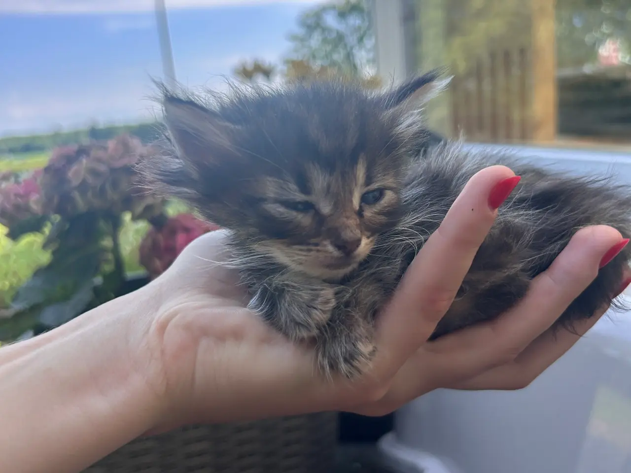 Billede 1 - Maine Coon blandings killinger