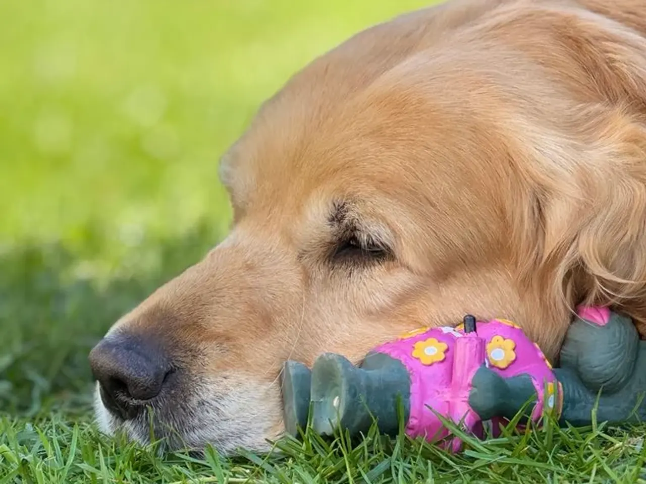 Billede 1 - Søger golden retriver