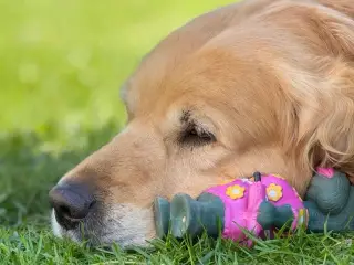 Søger golden retriver