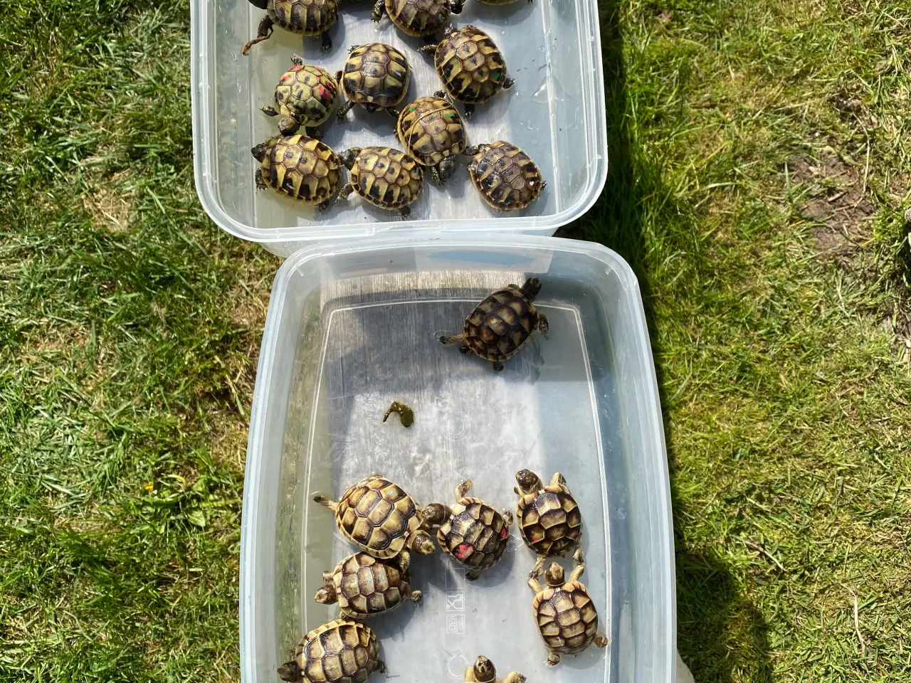 Billede 1 - Landskildpadder unger