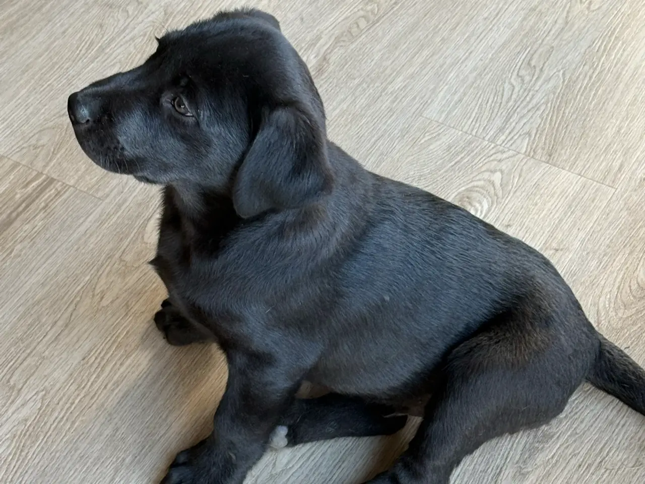 Billede 1 - Hundehvalpe sælges - der er nu 1 han og 1 tæve