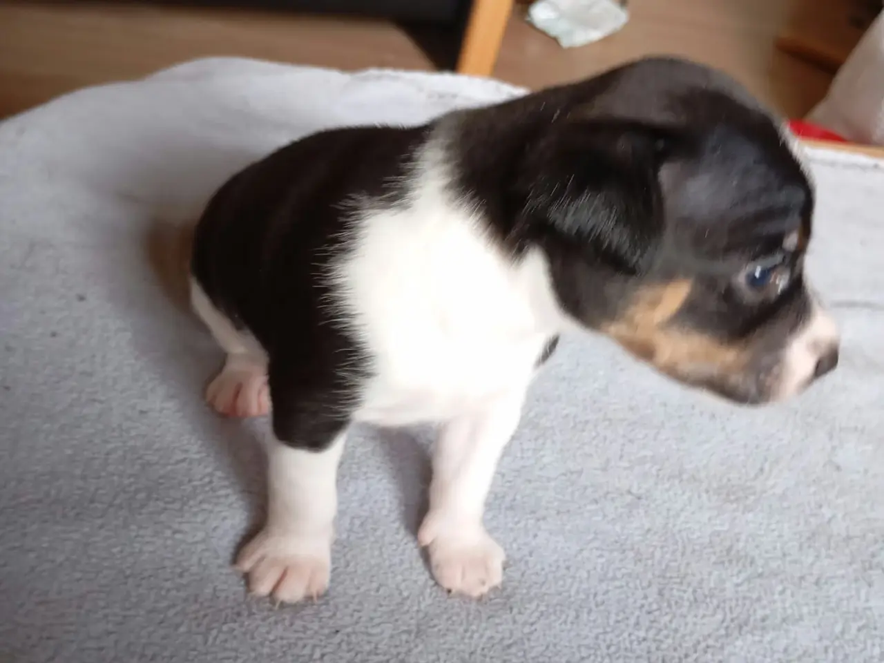 Billede 7 - Ðansk svensk gårdhunde hvalpe