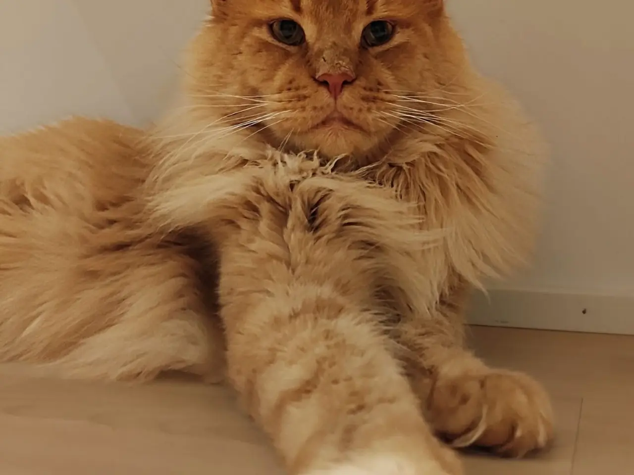 Billede 9 - Maine Coon killinger 