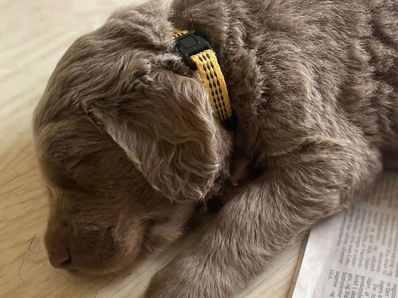 Billede 11 - Hvalp, bliver Golden retriever str